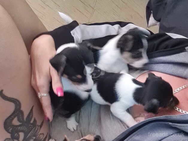 Jack Russell's pups for sale in Bishop's Hull, Somerset