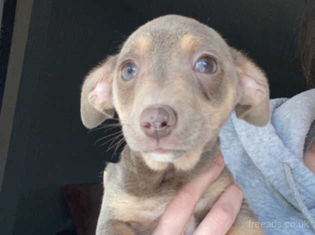 Jack Russells pups for sale in Llanelli, Carmarthenshire - Image 2