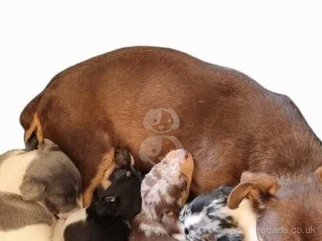 Jack Russells Terrier Puppies For Sale in London - Image 1