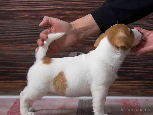 Jack Russells Terrier Puppies For Sale in London - Image 2