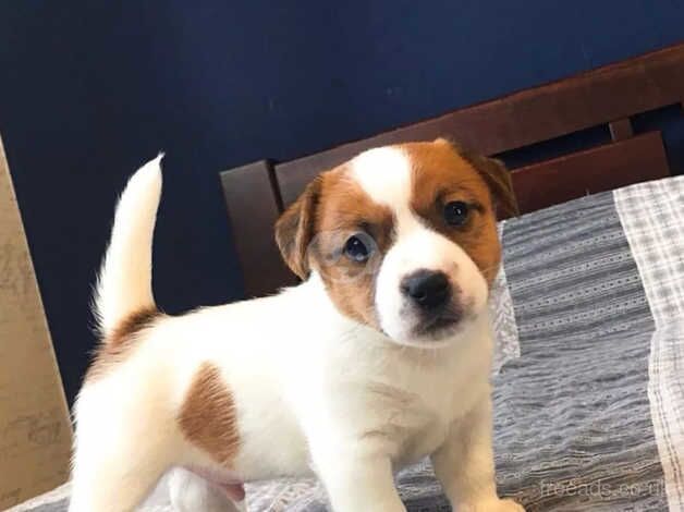 Jack Russells Terrier Puppies For Sale in London - Image 3