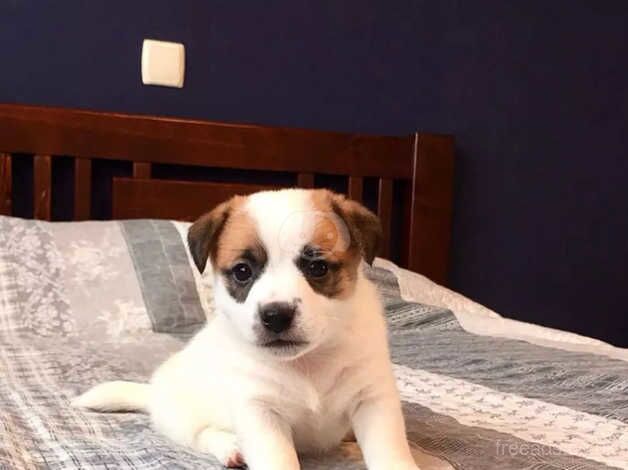 Jack Russells Terrier Puppies For Sale in London - Image 4