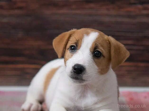 Jack Russells Terrier Puppies For Sale in London - Image 5