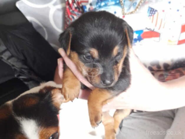 Jack russels for sale in Kilmarnock, East Ayrshire - Image 2