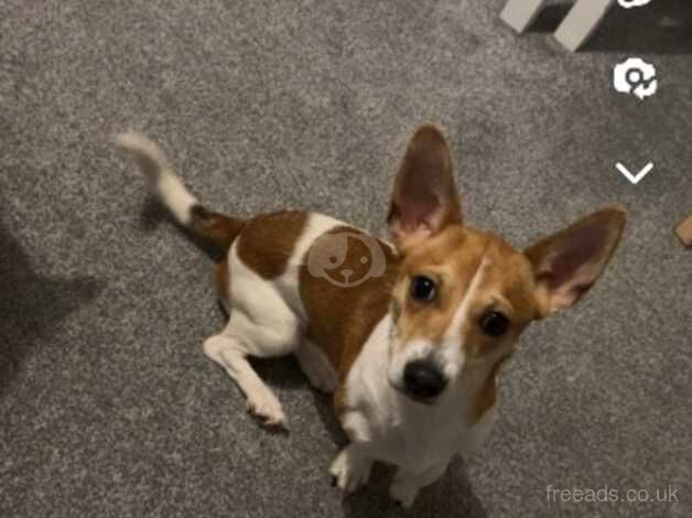 Jack russle for sale in Huddersfield, West Yorkshire