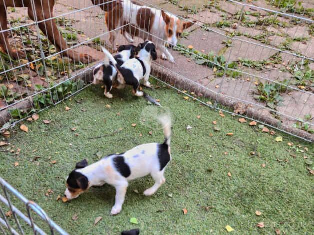 Jack russle pup for sale in Burntwood, Staffordshire