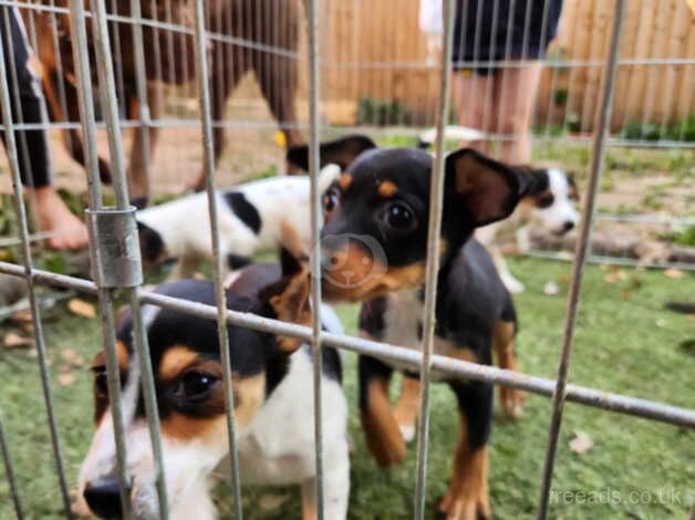 Jack Russells for sale in Burntwood, Staffordshire