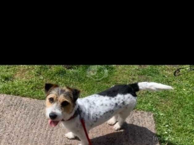 Jack russle puppies for sale in Warminster, Wiltshire - Image 3