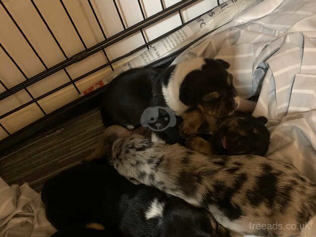 Jack russle puppies for sale in Warminster, Wiltshire - Image 4