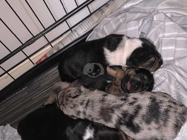 Jack russle puppies for sale in Warminster, Wiltshire - Image 5