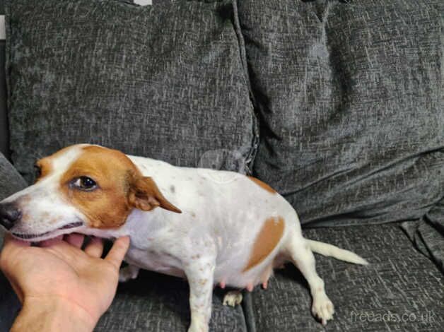 Jack russle pups for sale in Burntwood, Staffordshire - Image 1