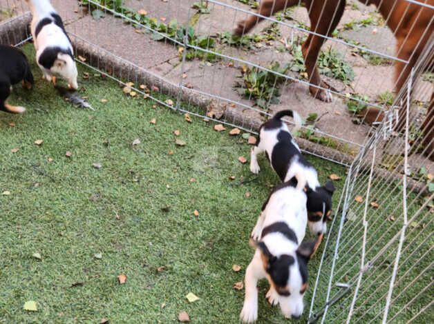 Jack russle pups for sale in Burntwood, Staffordshire - Image 3