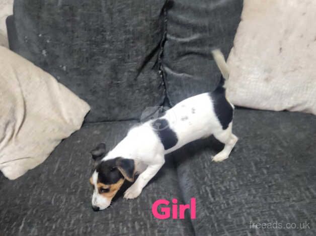 Jack russle pups for sale in Burntwood, Staffordshire - Image 4