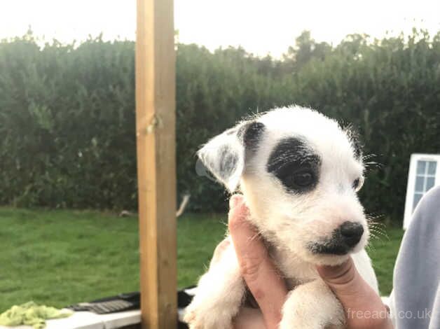 Jack russle pups for sale in Newbury, Kent - Image 1