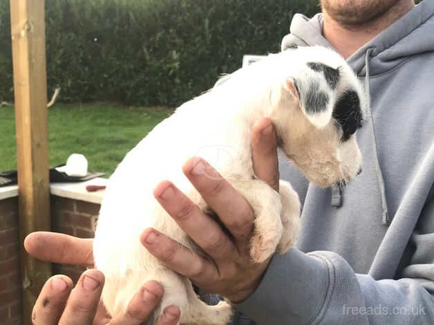 Jack russle pups for sale in Newbury, Kent - Image 2