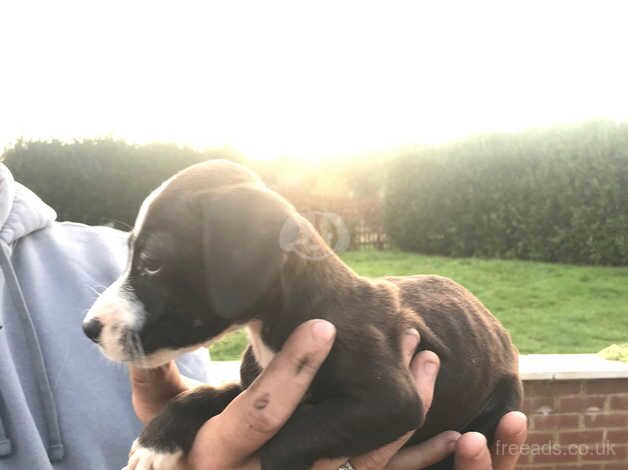 Jack russle pups for sale in Newbury, Kent - Image 4