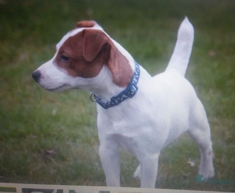 Jack the Jack russell for stud for sale in Rotherham, South Yorkshire - Image 1