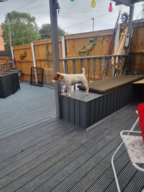 Jack the Jack russell for stud for sale in Rotherham, South Yorkshire - Image 2