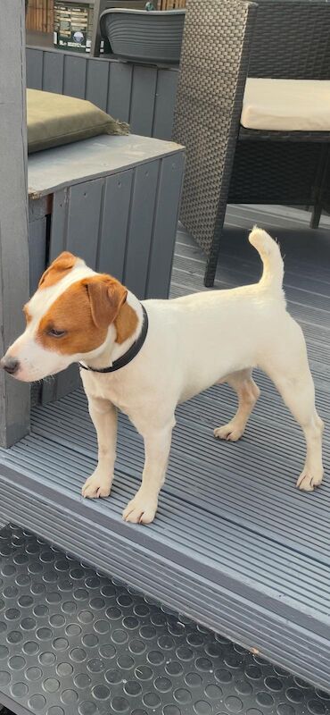 Jack the Jack russell for stud for sale in Rotherham, South Yorkshire