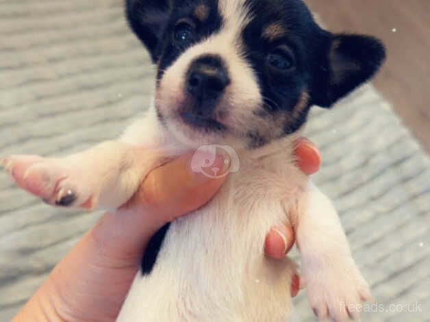 Jack/Yorkie pups for sale in Yeovil, Somerset - Image 3