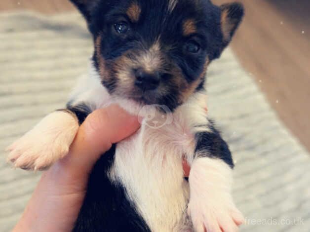 Jack/Yorkie pups for sale in Yeovil, Somerset - Image 4