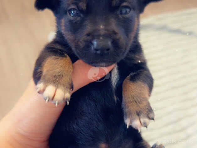 Jack/Yorkie pups for sale in Yeovil, Somerset - Image 5