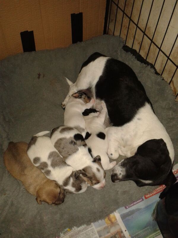 Blue Merle Jackapoo Pups 2 Boy's & 2 Girls. for sale in Alford, Lincolnshire