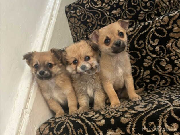 Jackawawa puppys for sale in Normanton, West Yorkshire