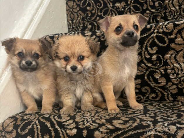 Jackawawa puppys for sale in Normanton, West Yorkshire - Image 2