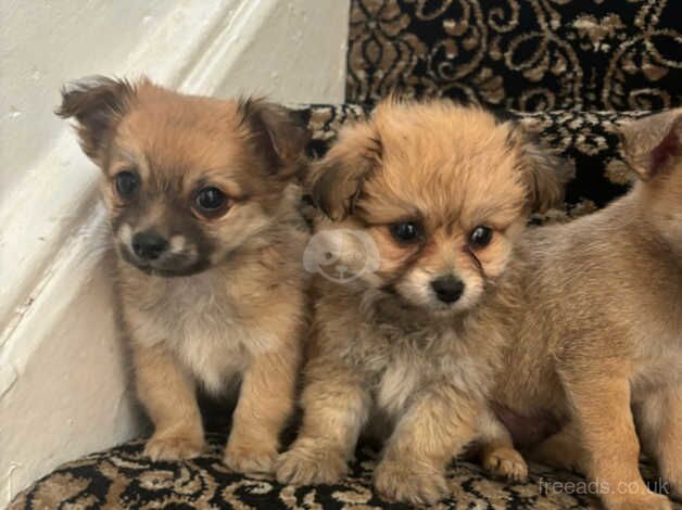 Jackawawa puppys for sale in Normanton, West Yorkshire - Image 3