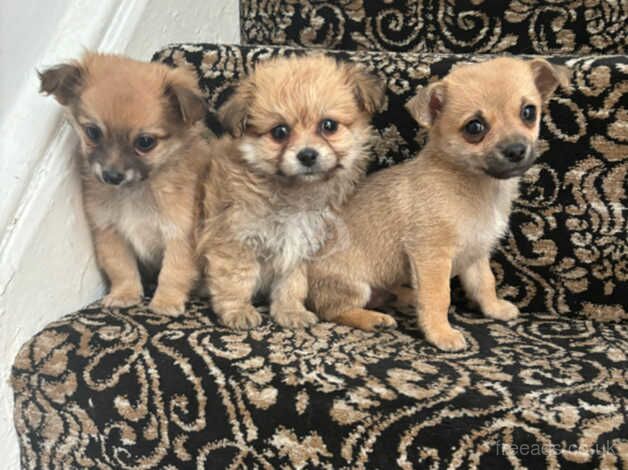 Jackawawa puppys for sale in Normanton, West Yorkshire - Image 4