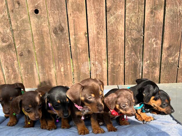 Jackhound Puppies for sale in Doncaster, South Yorkshire