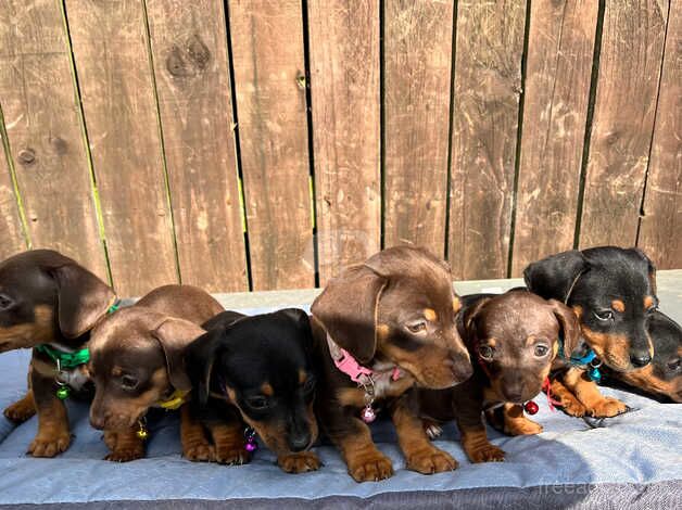 Jackhound Puppies for sale in Doncaster, South Yorkshire - Image 3