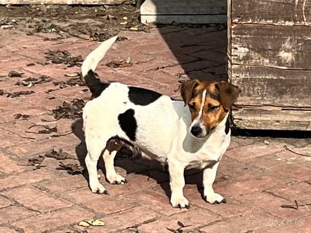 Jackhound Puppies for sale in Doncaster, South Yorkshire - Image 4