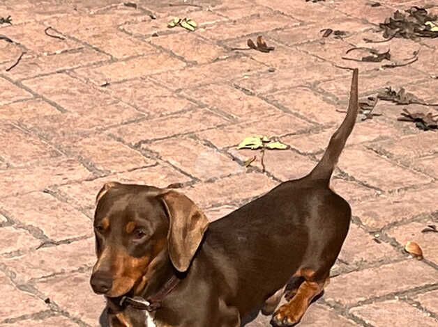 Jackhound Puppies for sale in Doncaster, South Yorkshire - Image 5