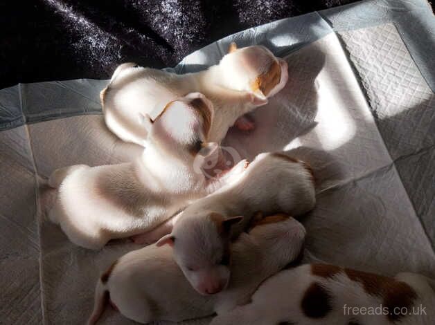 Jackrulls pups for sale in Aberdeenshire, Aberdeenshire