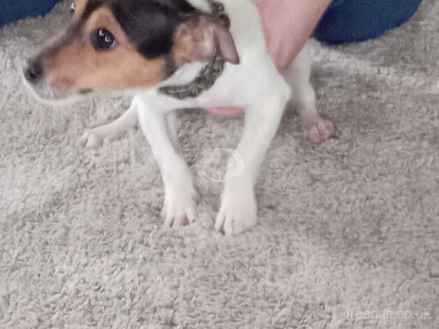 Jackrussal puppy for sale in Leicester, Leicestershire