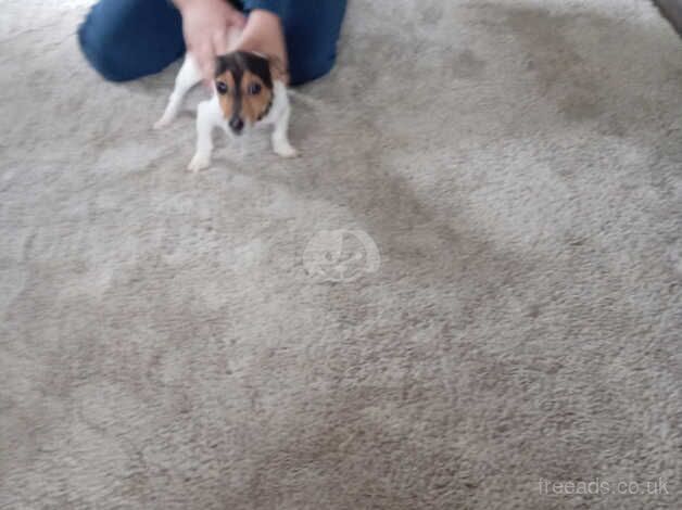 Jackrussal puppy for sale in Leicester, Leicestershire - Image 4