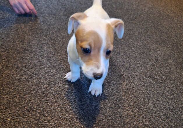 Jackrussel pup ready to leave for sale in Aberdeen, Aberdeen City