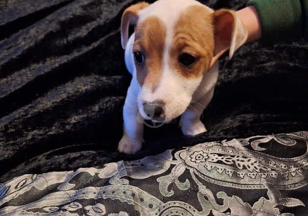 Jackrussel pup ready to leave for sale in Aberdeen, Aberdeen City - Image 2