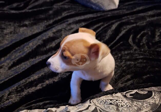 Jackrussel pup ready to leave for sale in Aberdeen, Aberdeen City - Image 3