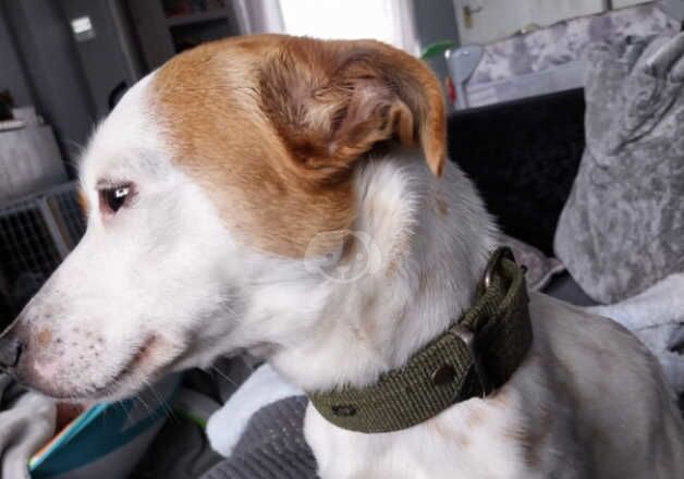 Jackrussel pup ready to leave for sale in Aberdeen, Aberdeen City - Image 4