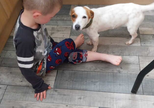 Jackrussel pup ready to leave for sale in Aberdeen, Aberdeen City - Image 5