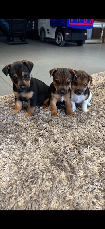 Jackrussel puppies for sale in Eastleigh, Hampshire