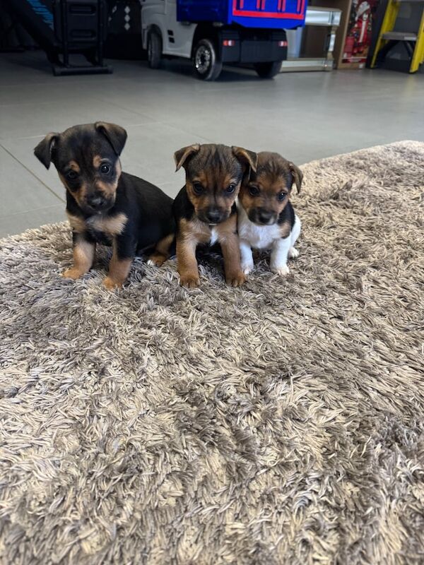 Jackrussel puppies for sale in Eastleigh, Hampshire - Image 2