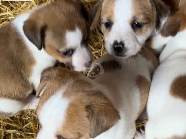 Jackrussell for sale in Dereham, Norfolk