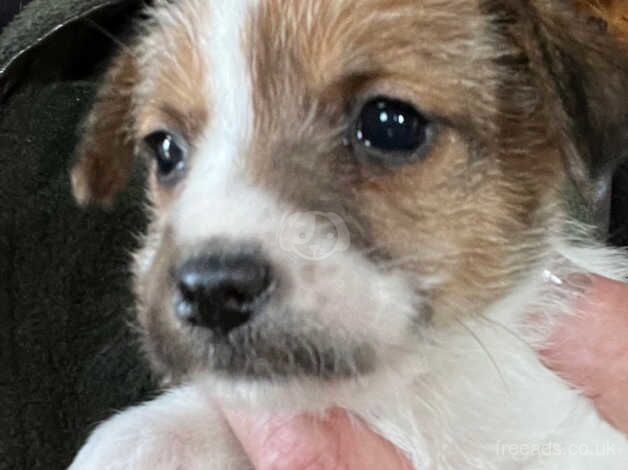 Jackrussell for sale in Dereham, Norfolk - Image 3