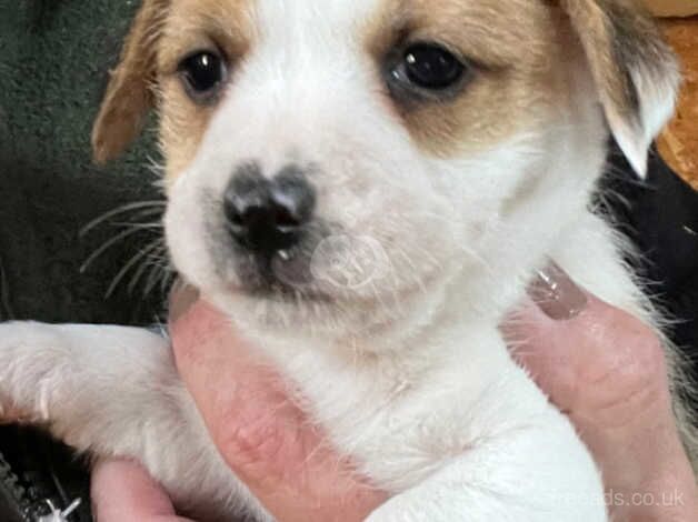 Jackrussell for sale in Dereham, Norfolk - Image 4