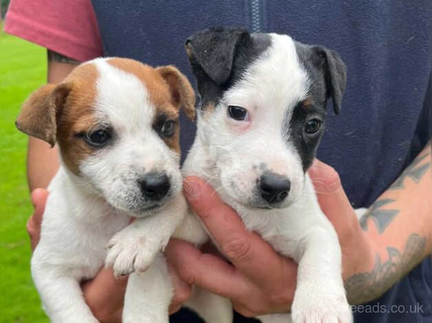 Jackrussell puppies for sale in Totnes, Devon - Image 1