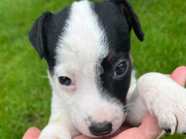 Jackrussell puppies for sale in Totnes, Devon - Image 2